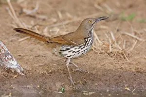 Toxostoma: Long-billed Thrasher