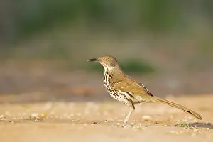 Toxostoma: Long-billed Thrasher