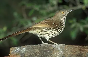 Toxostoma: Long-billed Thrasher