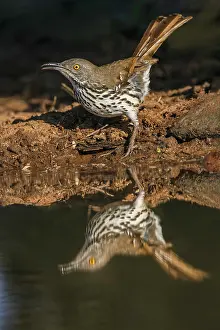 Adam: Long-billed thrasher drinking from small pond, Rio