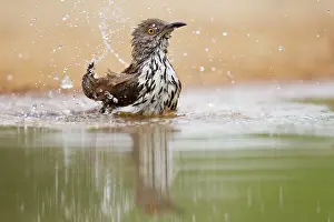Toxostoma: Long-billed Thrasher - washing