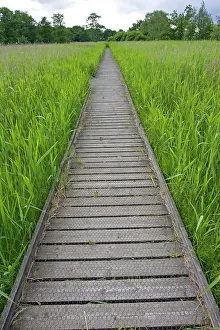 Arty: Long empty boardwalk through reedbeds