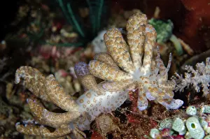 Cerata: Long-cirri Phyllodesmium Nudibranch with cerata
