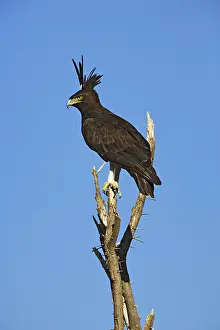 Occipitalis: Long-Crested Eagle