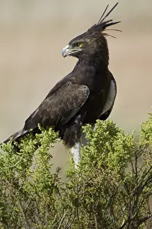 Occipitalis: Long-crested Eagle