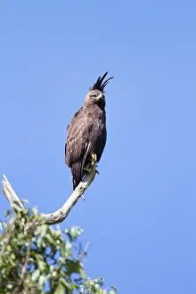 Occipitalis: Long-crested Eagle