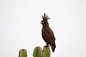 Elizabeth: Long-crested Eagle