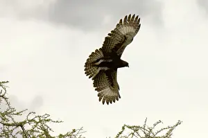 Shrew: Long Crested Eagle, Meru National Park