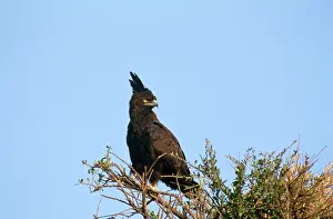 Occipitalis: Long-crested Hawk Eagle