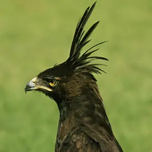 Occipitalis: Long-crested Hawk Eagle