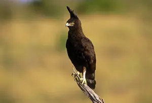 Occipitalis: Long-crested Hawk Eagle