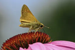 Dash: Long Dash Skipper