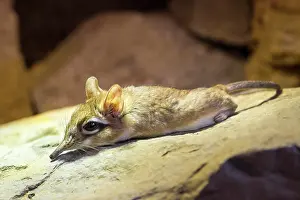 Shrews: Long-eared Elephant Shrew (Elephantulus), captive