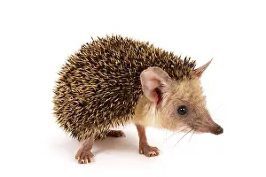 Spines: Long-eared hedgehog (Hemiechinus auritus)