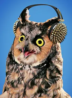 Startled: Long Eared Owl