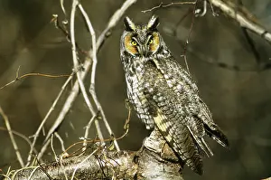 Longeared: Long-eared Owl