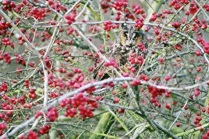 Longeared: Long-eared Owl