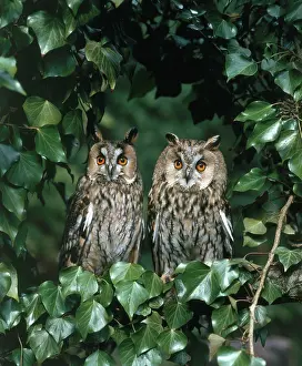 Longear: Long-eared Owl