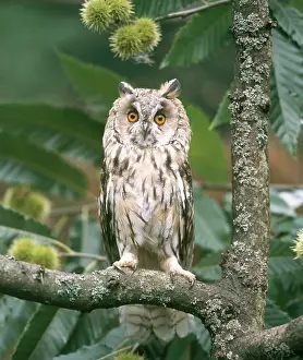 Longear: Long-eared Owl