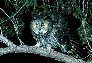 Fluffed: Long-eared Owl