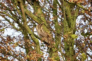 Plume: Long-eared Owl