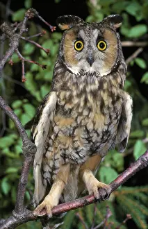 Longear: Long-eared Owl