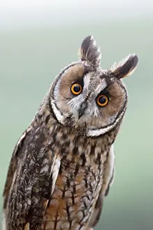 Staring: Long eared Owl