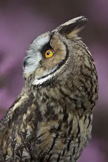 Asio: Long eared owl