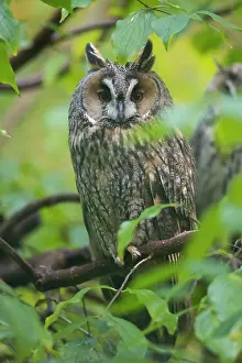 270321: Long Eared Owl - adult owl perched on a branch -