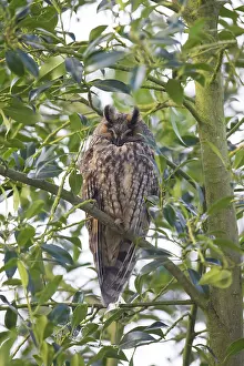 Otus: Long-Eared Owl - adult owl perched in a tree - Germany