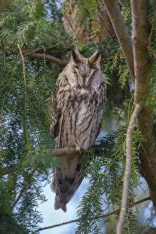 Otus: Long-Eared Owl - adult owl perched in a tree - Germany