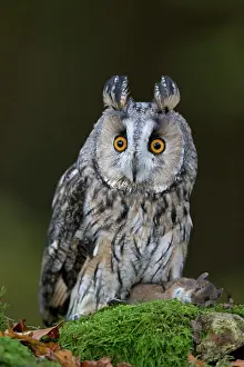 Cumbria: Long-eared Owl (Asio otus) adult, perched on stone