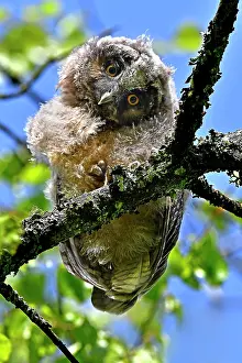 Curiosities: Long-eared owl (Asio otus), chick having left the
