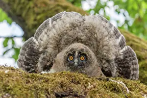 Eared: Long-eared Owl (Asio otus) chick spreading its wings
