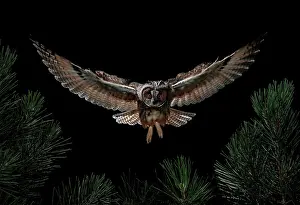 Salamanca: Long-eared Owl (Asio otus) in flight, Salamanca