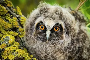 Otus: Long-eared owl (Asio otus), juvenile, portrait