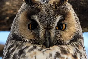 Serbia: Long-eared owl (Asio otus), Kikinda, Serbia
