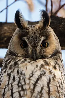 Sergio: Long-eared owl (Asio otus), Kikinda, Serbia