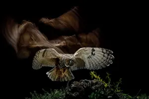 Salamanca: Long-eared Owl (Asio otus) landing on prey, Salamanca