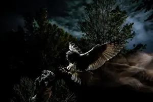 Salamanca: Long-eared Owl (Asio otus) landing on prey, Salamanca