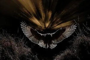Salamanca: Long-eared Owl (Asio otus) landing on prey, Salamanca