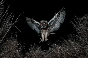 Salamanca: Long-eared Owl (Asio otus) landing on prey, Salamanca