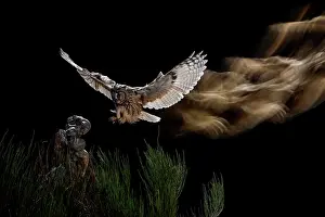 Salamanca: Long-eared Owl (Asio otus) landing on stump, Salamanca