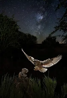 Milky: Long-eared Owl (Asio otus) landing on stump and