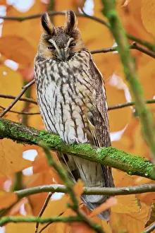 Eared: Long-eared owl (Asio otus), Lower Saxony, Germany, Europe