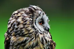 Eared: Long-eared owl (Asio otus), Neuhaus Wildlife Park