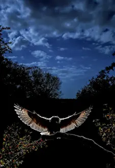Salamanca: Long-eared Owl (Asio otus) at night, Salamanca