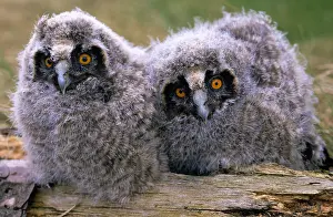 Owlet: Long-eared Owl (Asio otus) two owlets, Europe