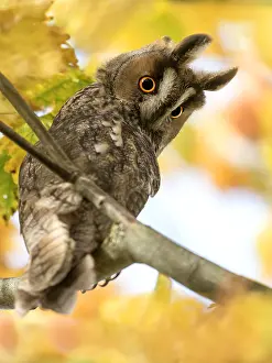 Solothurn: Long-eared Owl (Asio otus) perched in a tree be