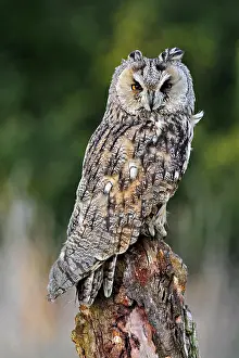 Eared: Long-eared owl (Asio otus) perched on tree stump